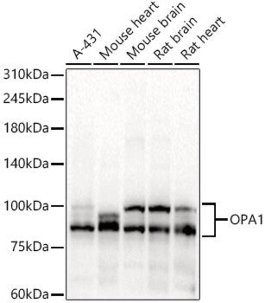 3CPY.1, Antibodies.Com
