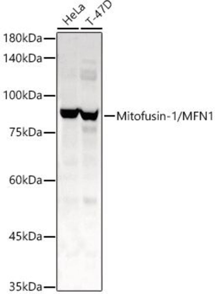 3CT0.1, Antibodies.Com