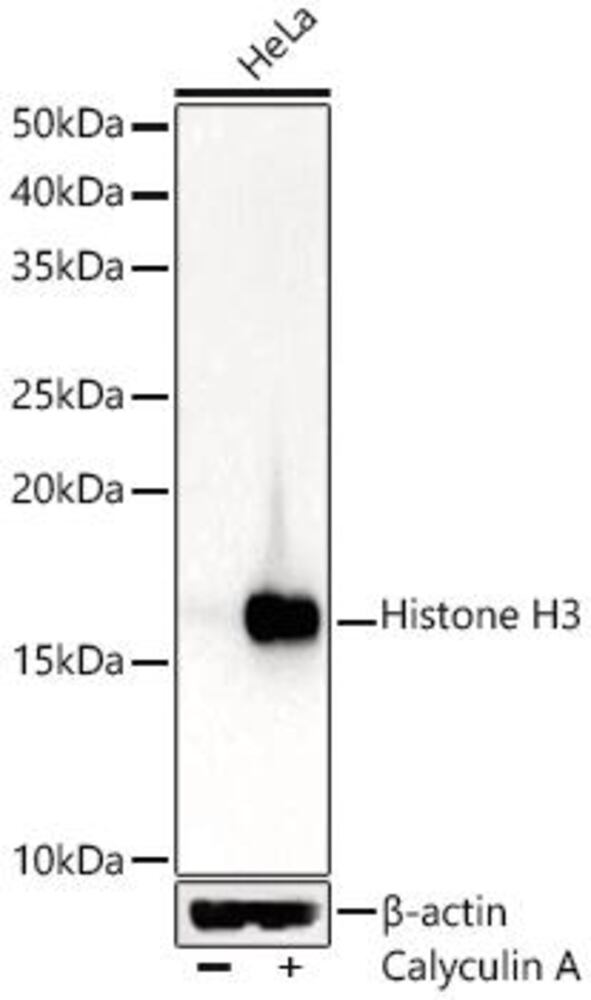 3CT1.1, Antibodies.Com