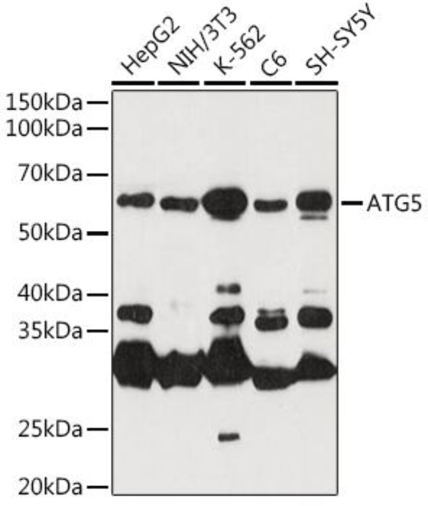 3CT2.1, Antibodies.Com