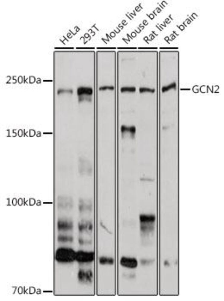 3CT5.1, Antibodies.Com
