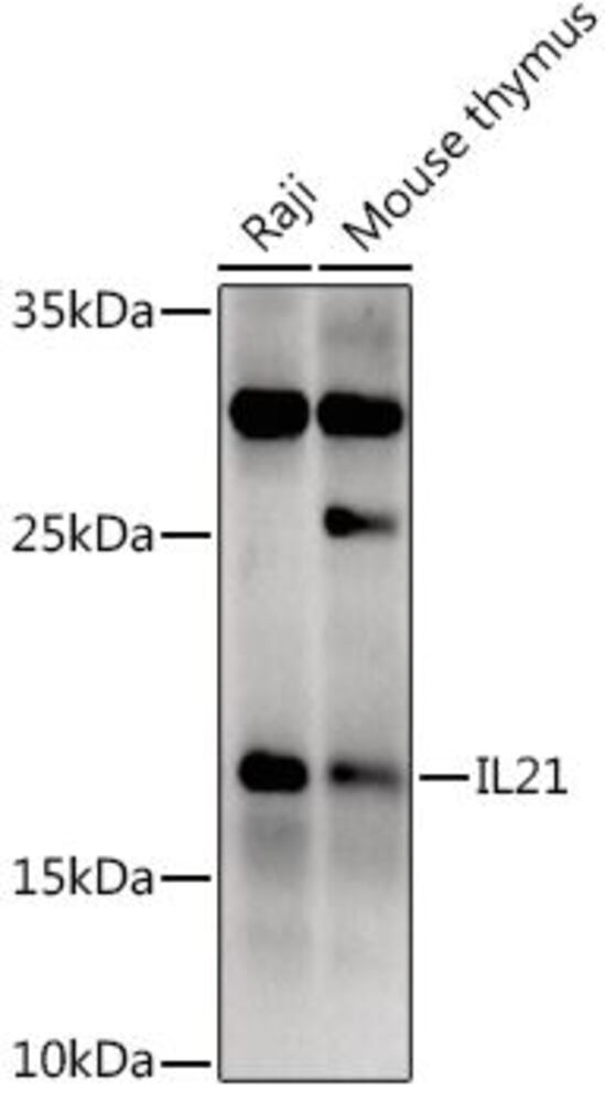 3CT6.1, Antibodies.Com