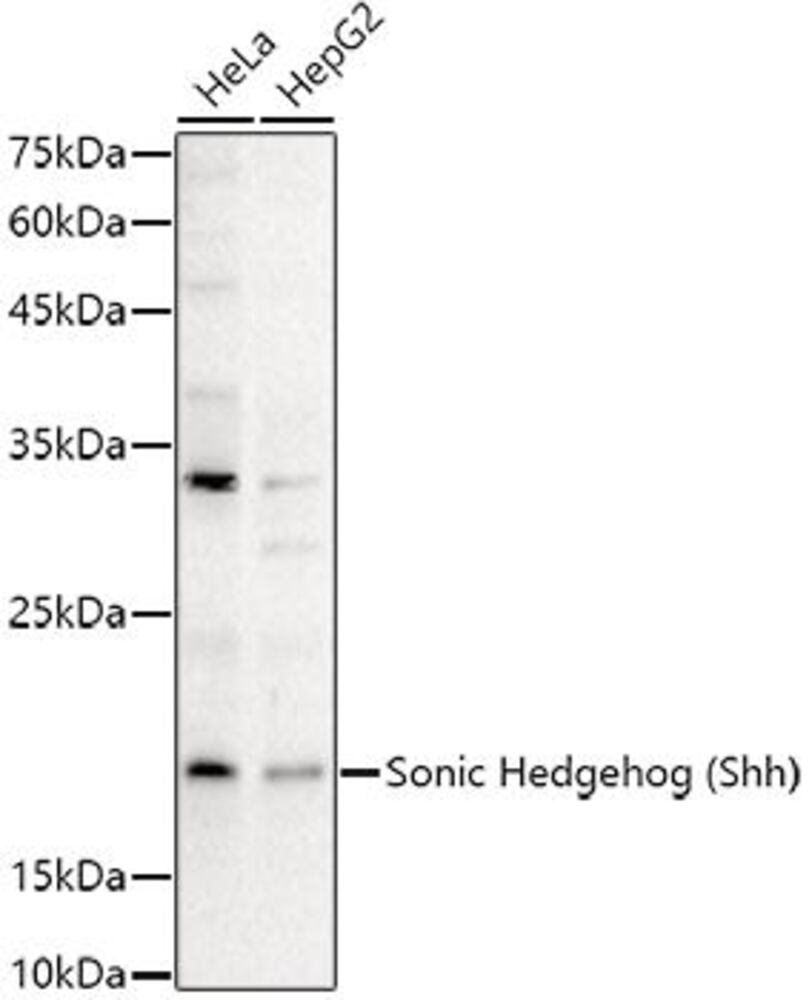 3CT7.1, Antibodies.Com