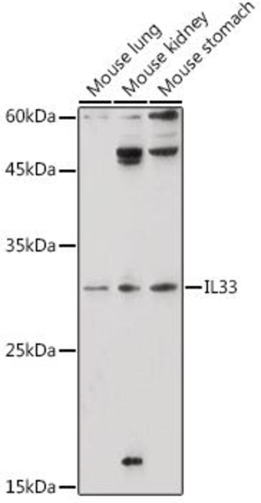 3CT8.1, Antibodies.Com