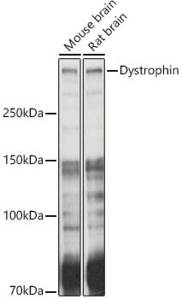 3CT9.1, Antibodies.Com
