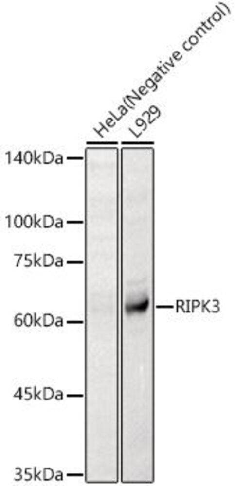 3CTA.1, Antibodies.Com