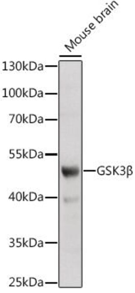 3CTC.1, Antibodies.Com