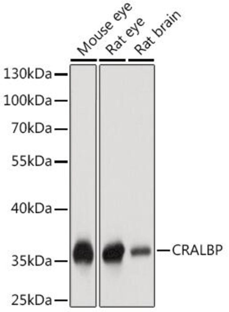 3CTE.1, Antibodies.Com