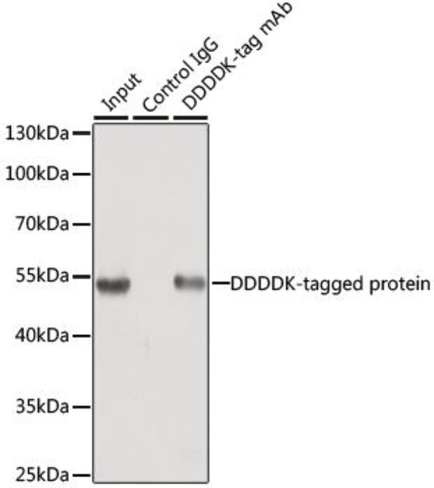 3CTH.1, Antibodies.Com