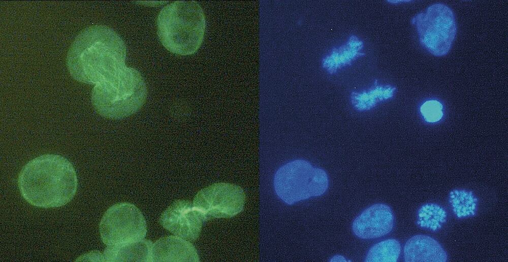 3CTL.1, Antibodies.Com