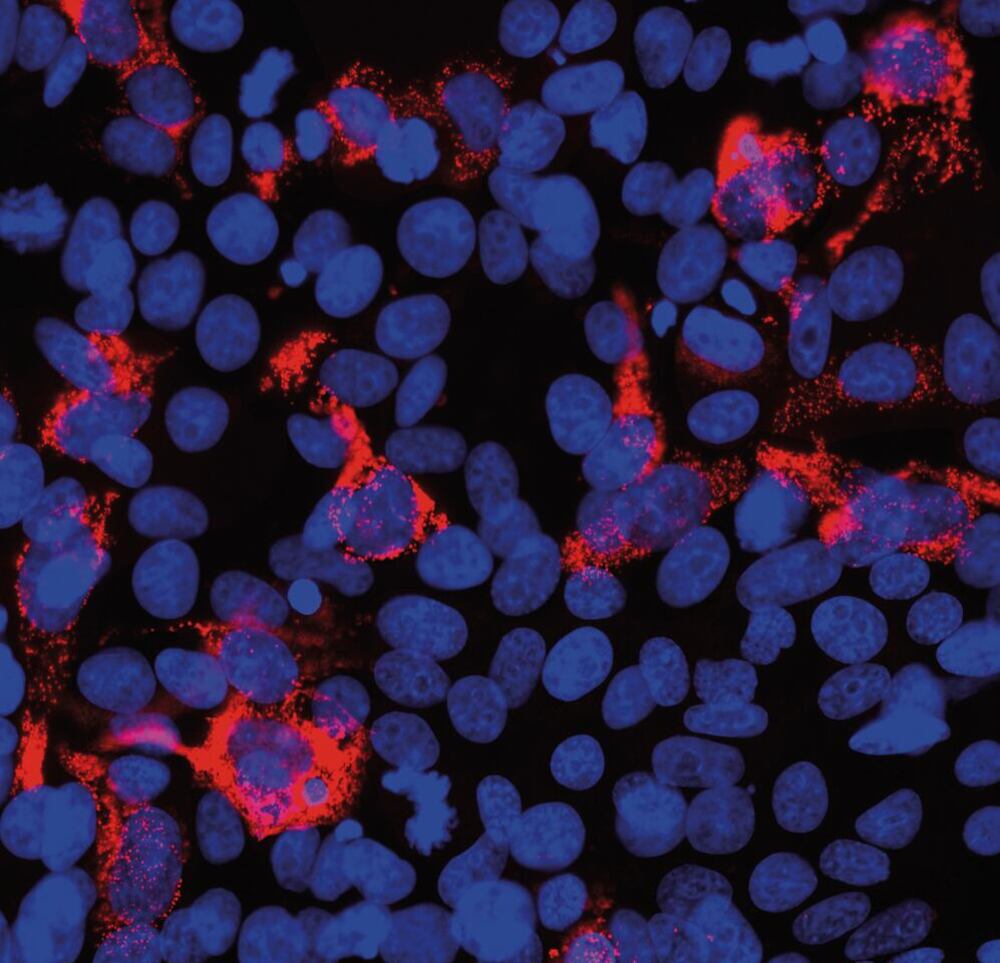 3CTN.2, Antibodies.Com