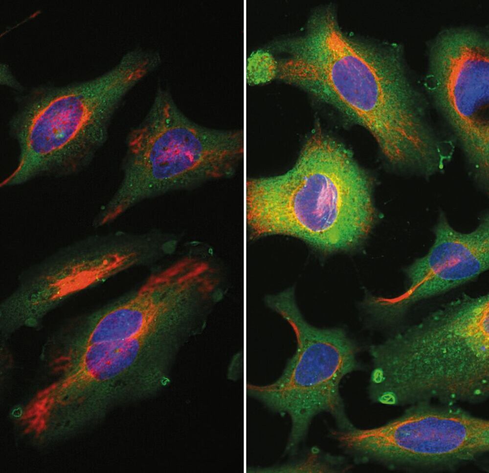 3CTP.1, Antibodies.Com