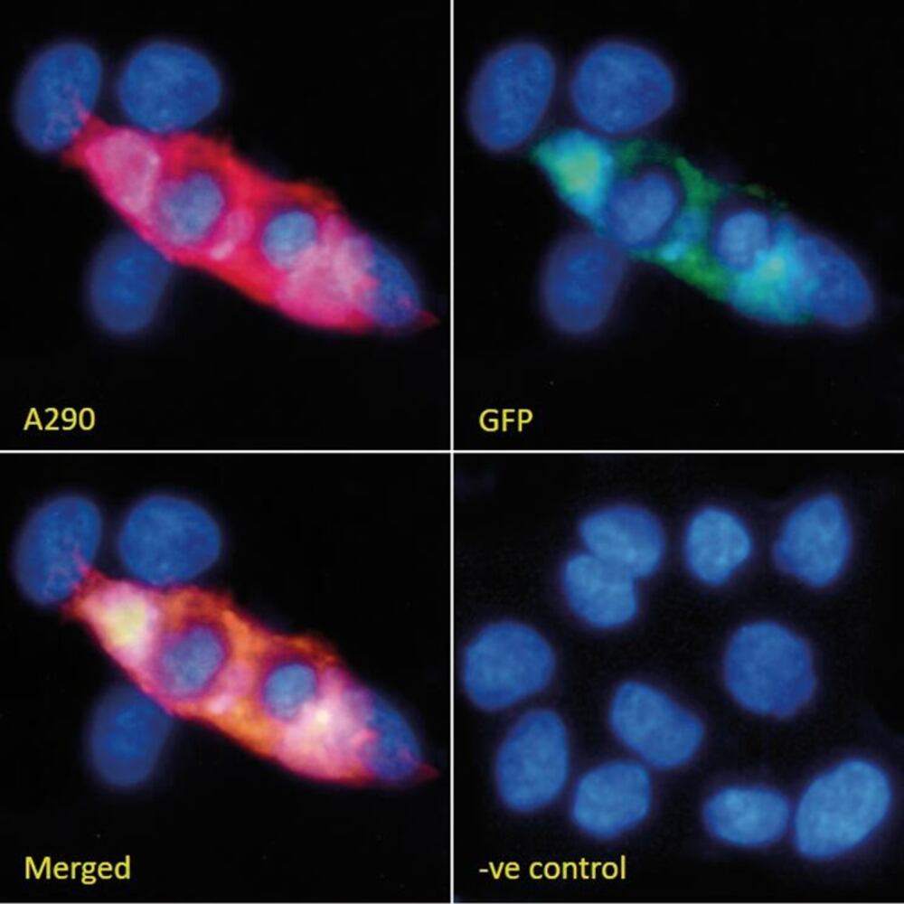 3CX1.1, Antibodies.Com