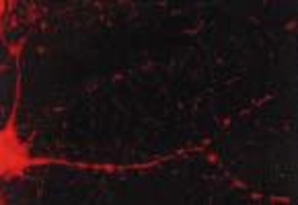 3CX2.1, Antibodies.Com