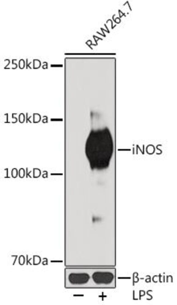 3CX4.1, Antibodies.Com