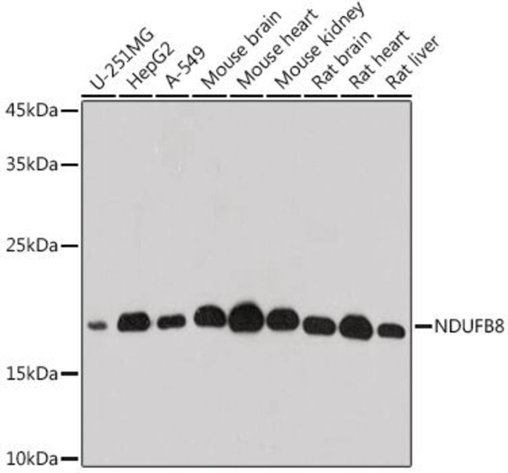 3CX5.1, Antibodies.Com