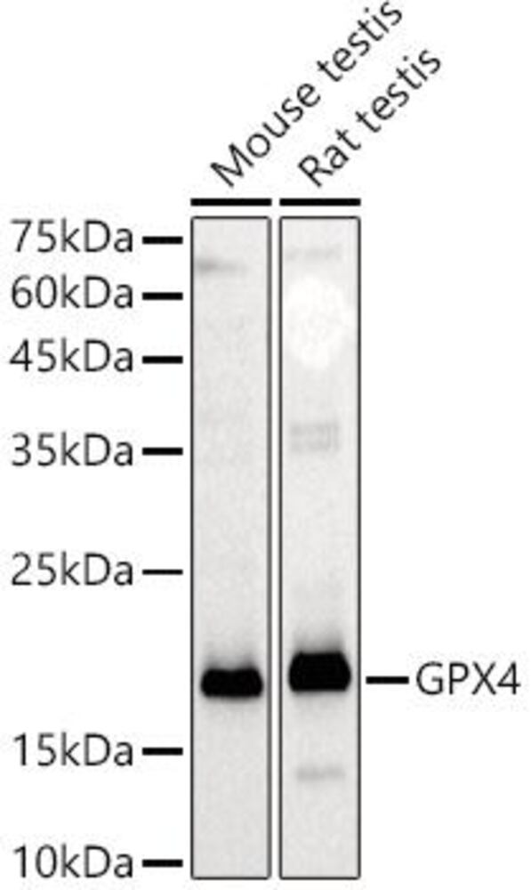 3CX6.1, Antibodies.Com