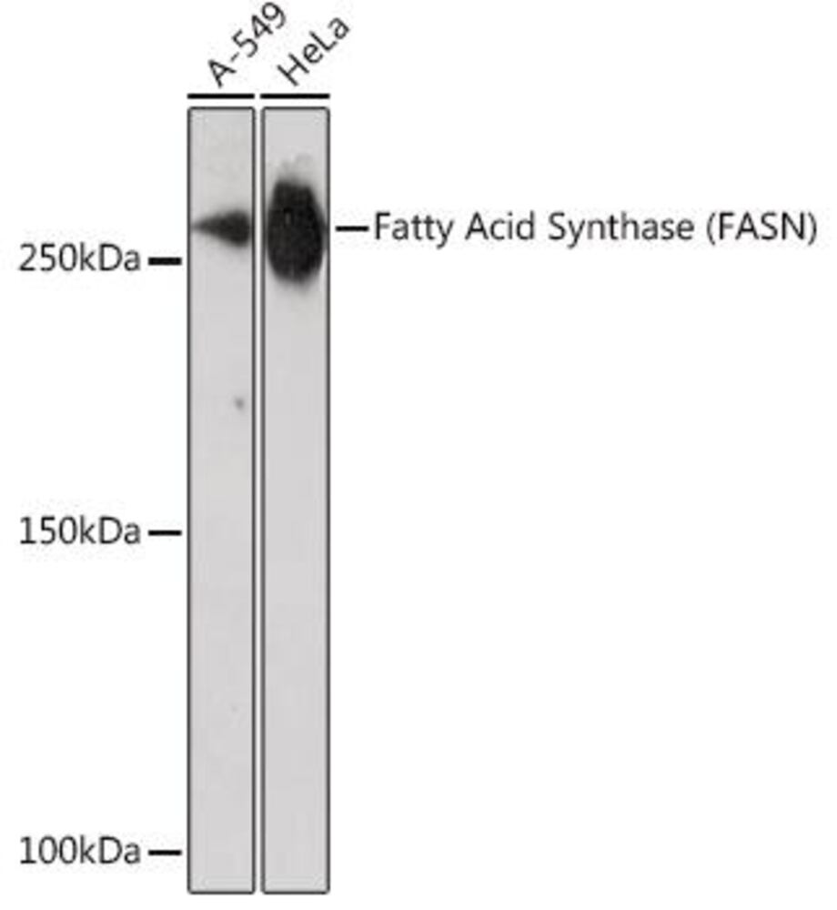 3CX7.1, Antibodies.Com