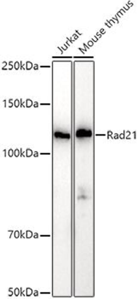 3CX8.1, Antibodies.Com