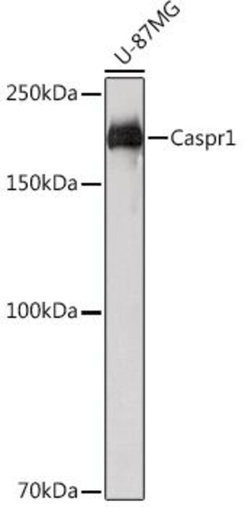 3CX9.1, Antibodies.Com