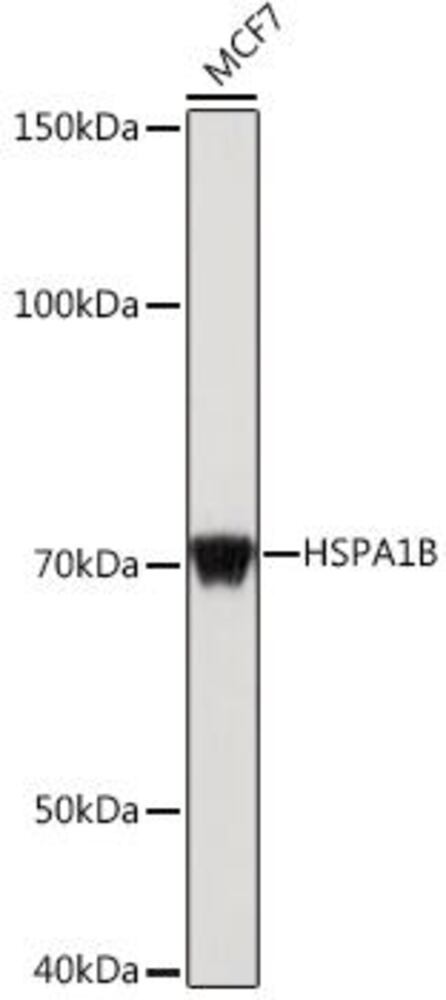 3CXC.1, Antibodies.Com