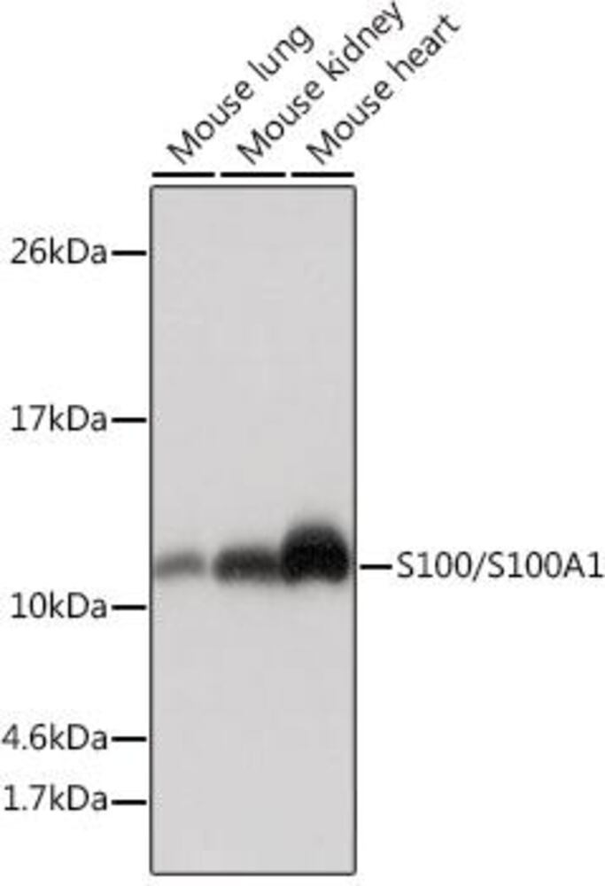 3CXH.1, Antibodies.Com