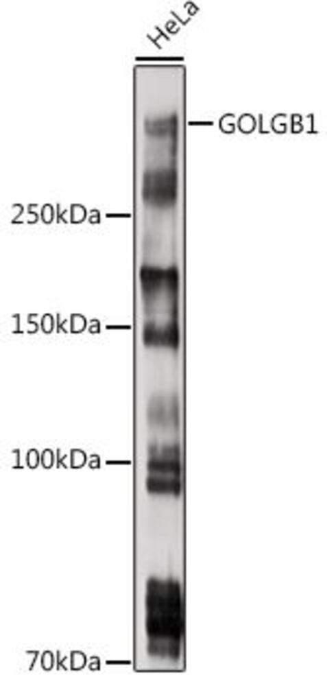 3CXL.1, Antibodies.Com