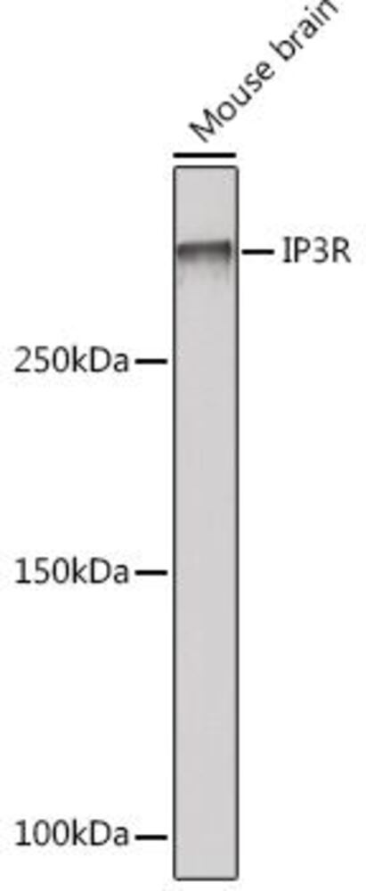 3CXN.1, Antibodies.Com