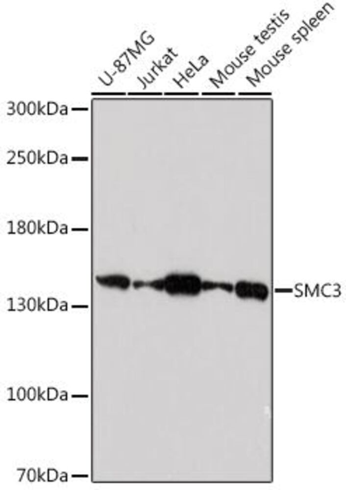 3CXP.1, Antibodies.Com