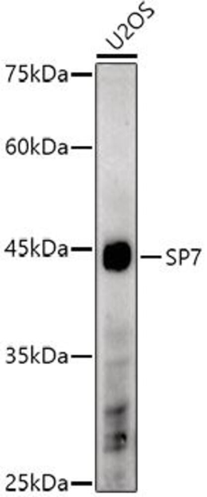 3CXX.1, Antibodies.Com