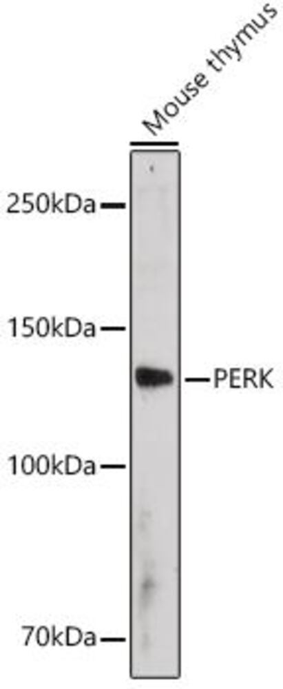 3CXY.1, Antibodies.Com