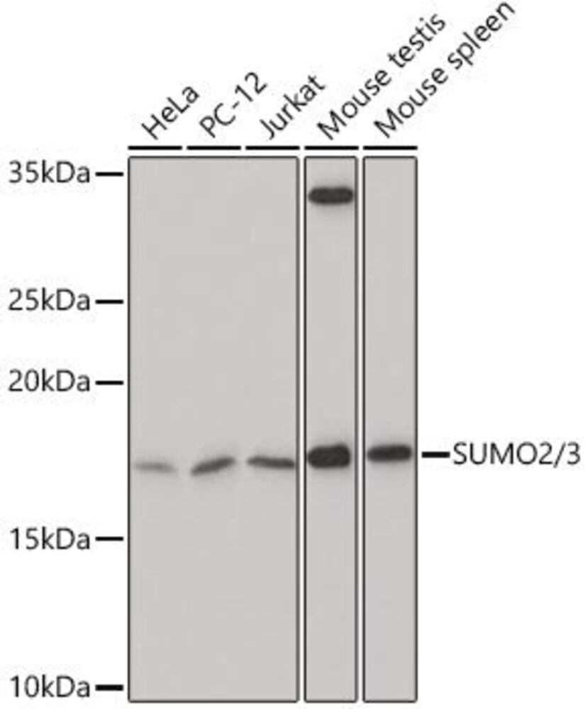 3CY0.1, Antibodies.Com