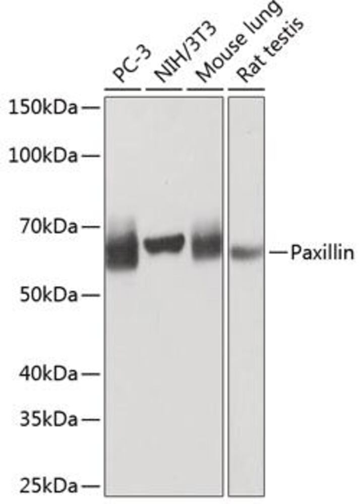 3CY1.1, Antibodies.Com