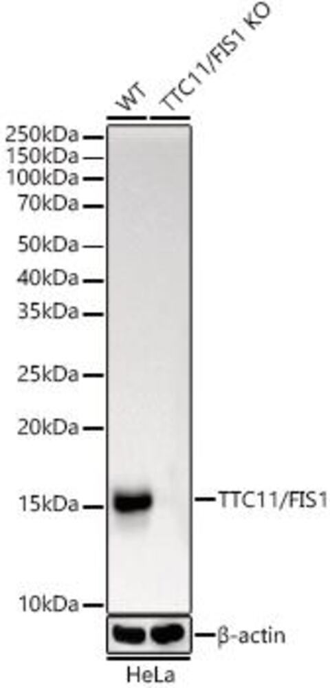 3CY2.1, Antibodies.Com