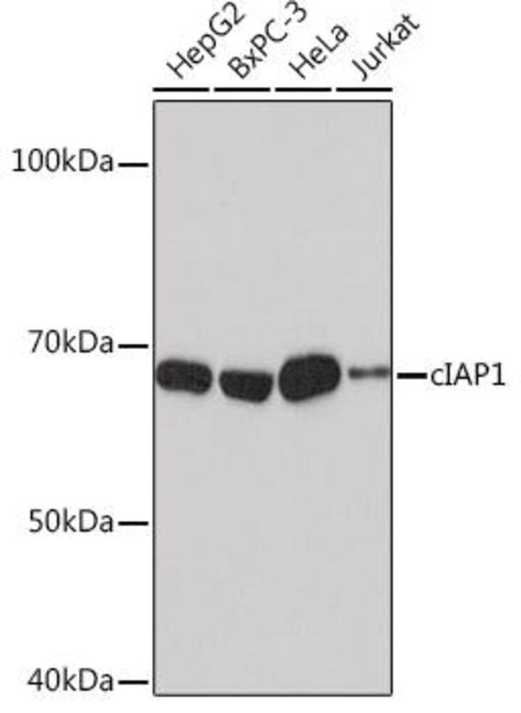 3CY3.1, Antibodies.Com