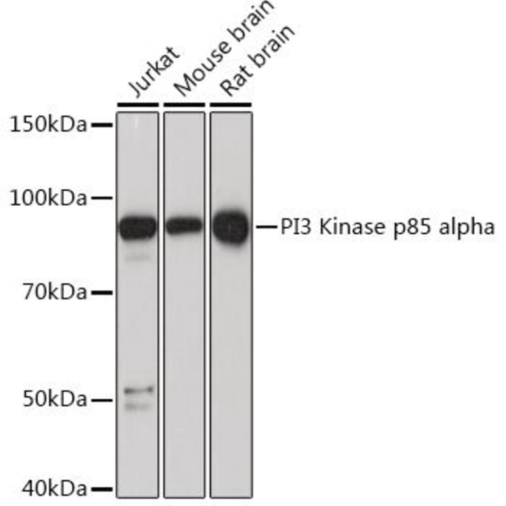 3CY6.1, Antibodies.Com