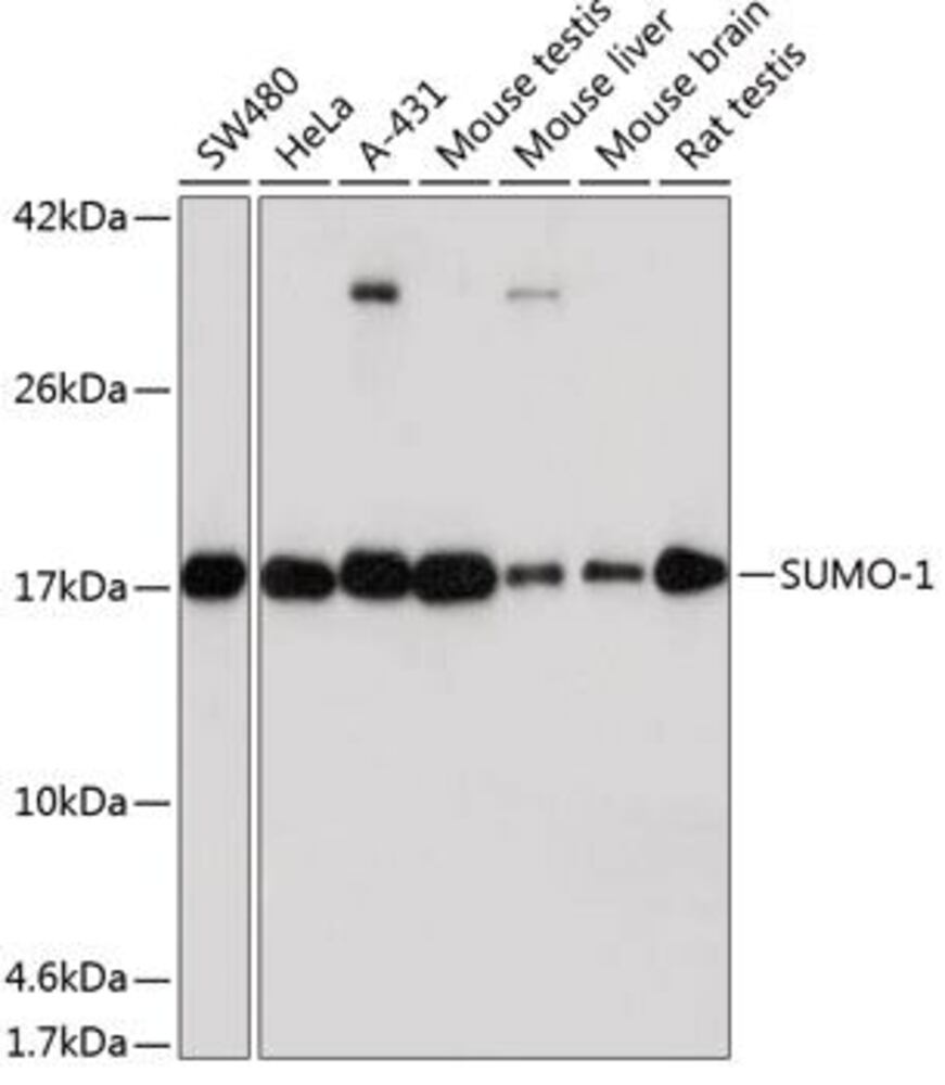 3CY7.1, Antibodies.Com