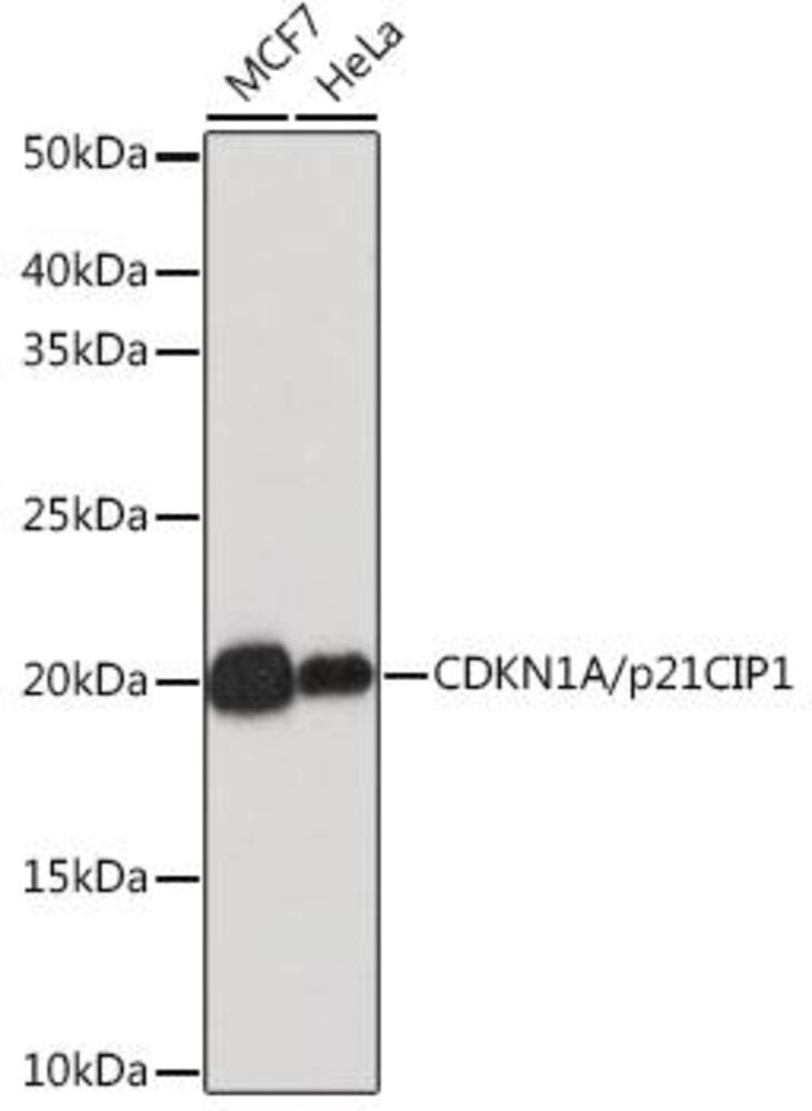 3CY8.1, Antibodies.Com
