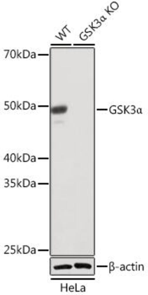 3CY9.1, Antibodies.Com