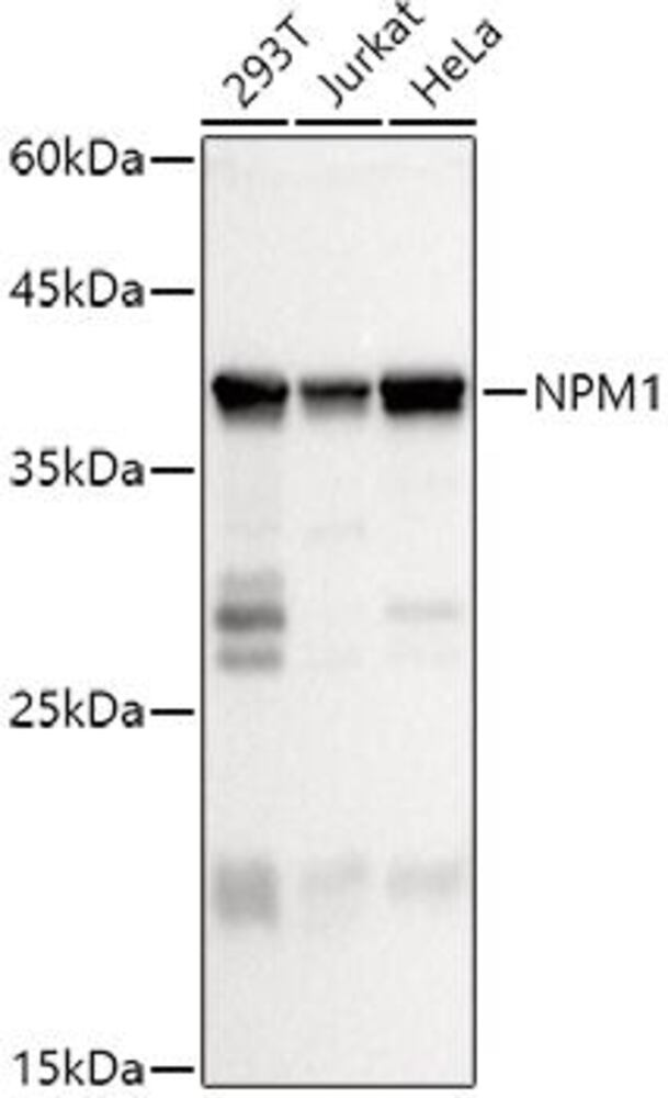 3CYA.1, Antibodies.Com