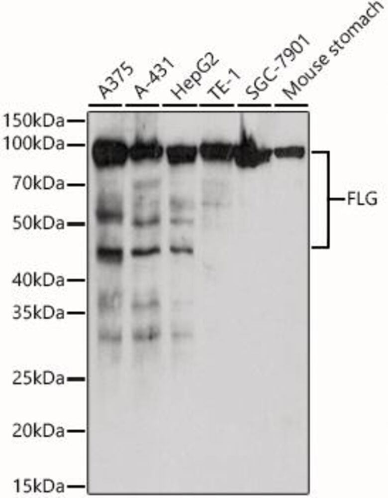 3CYC.1, Antibodies.Com