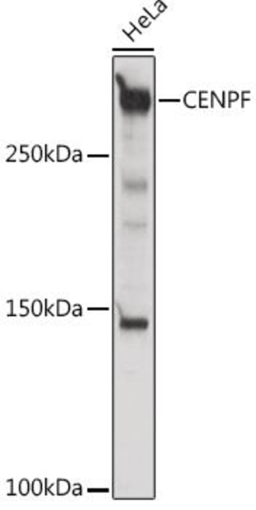 3CYH.1, Antibodies.Com