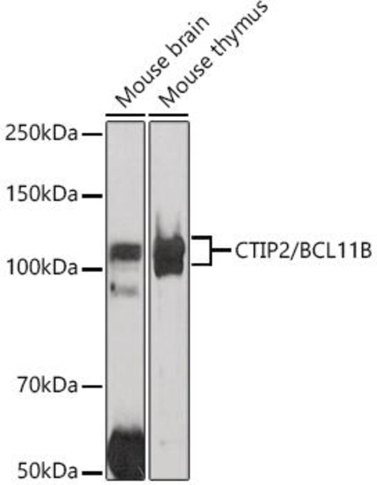 3CYK.1, Antibodies.Com
