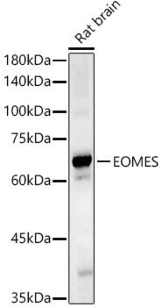3CYN.1, Antibodies.Com