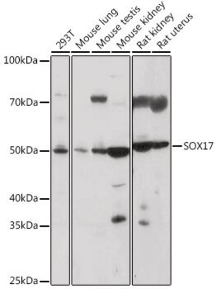3CYP.1, Antibodies.Com