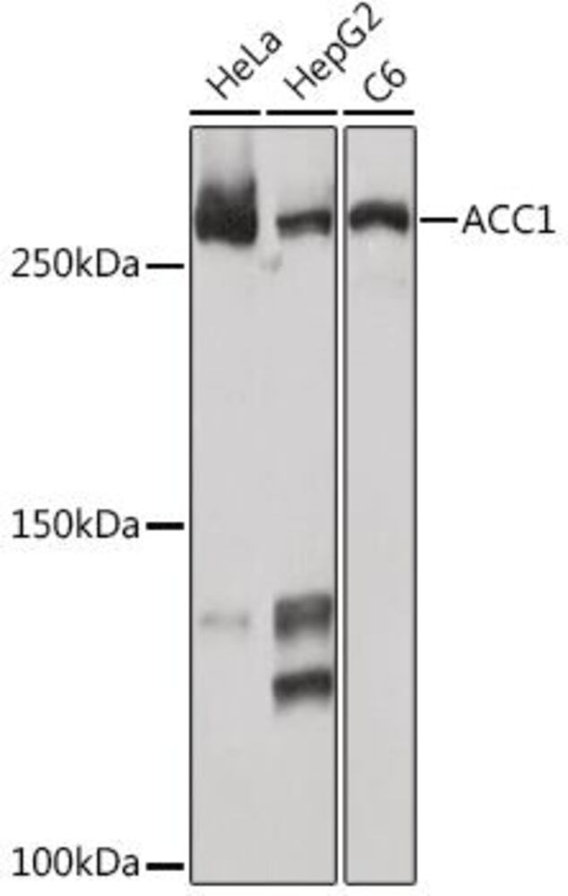 3CYT.1, Antibodies.Com