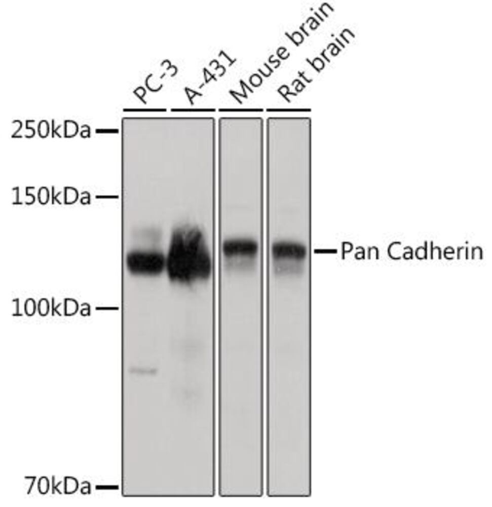 3CYX.1, Antibodies.Com