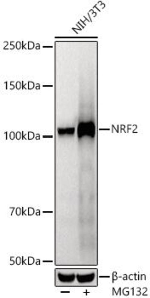 3CYY.1, Antibodies.Com