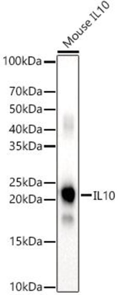 3E00.1, Antibodies.Com