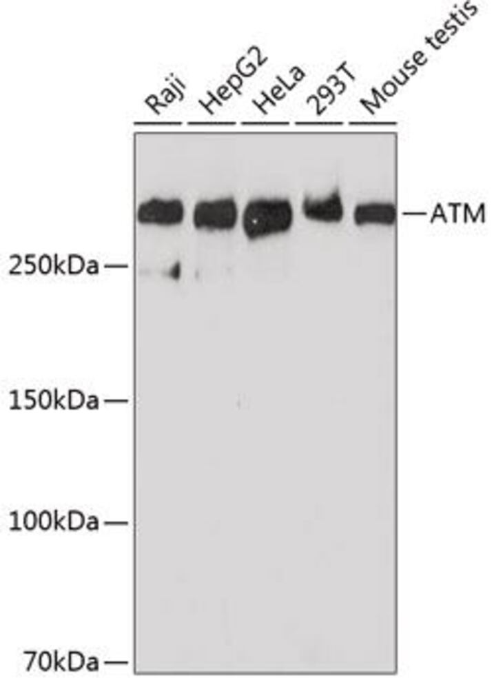 3E01.1, Antibodies.Com